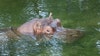 Lu, beloved Homosassa Springs hippo, dies at 65