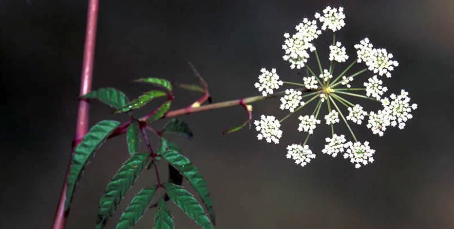Deadly water hemlock plant found growing near White Rock Lake